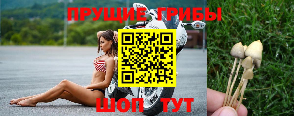 Псилоцибиновые грибы мицелий Сунжа
